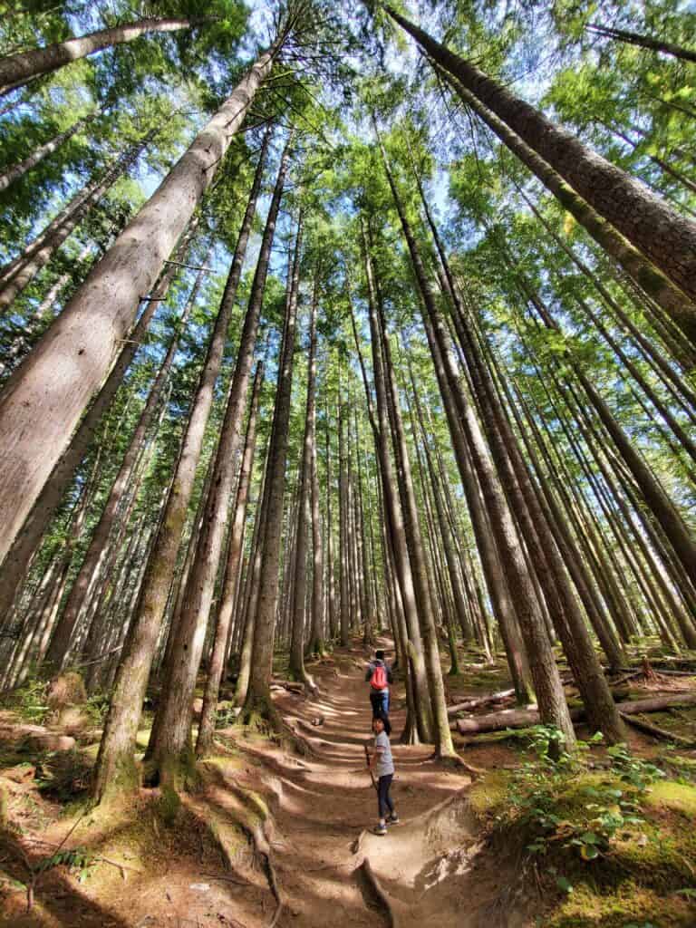 A man and a child walking on a forested trail - Heybrook Lookout Hike