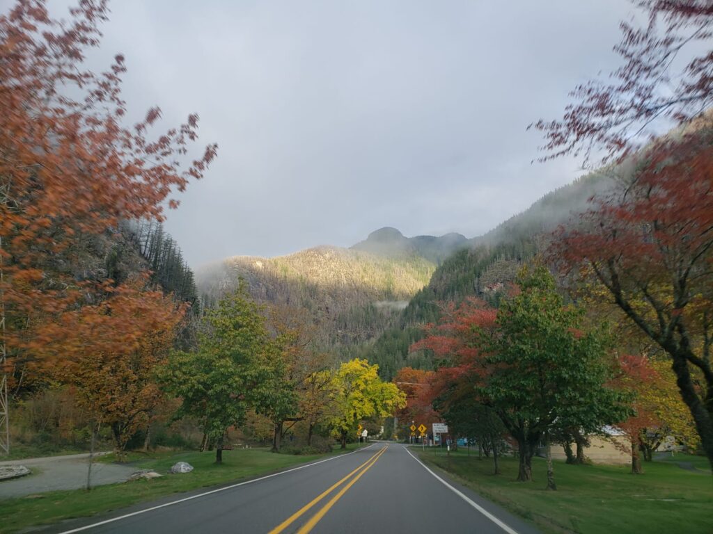 Fall colors on trees lining up SR 20 in North Cascades National Park