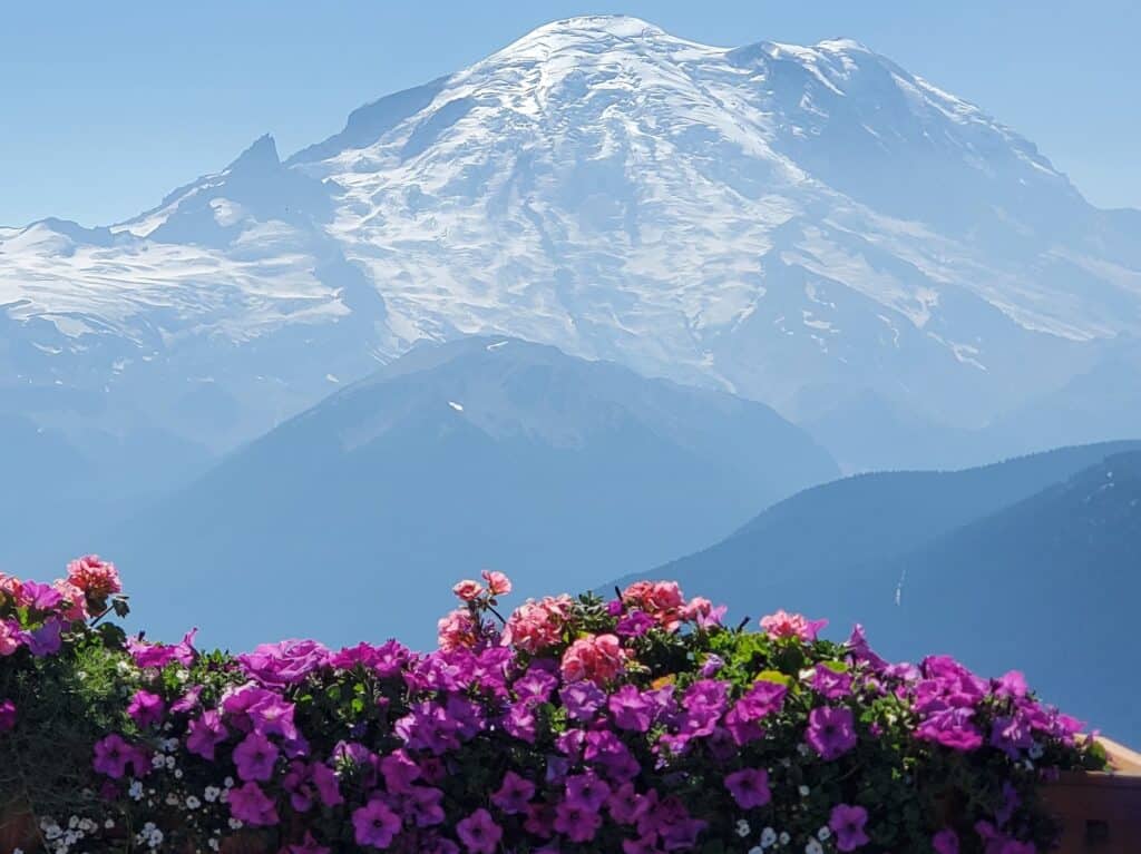 View of snow packed Mount Rainier (from Crystla mountain) with colorful pink and purple flowers in the foreground